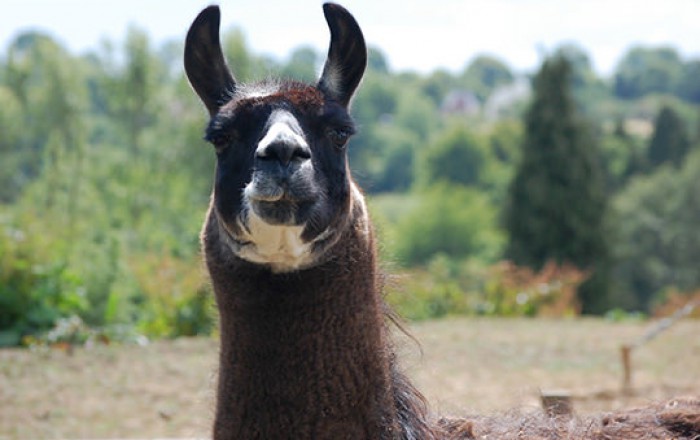 family adventure mini farm